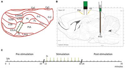 Arousal system stimulation and anesthetic state alter visuoparietal connectivity